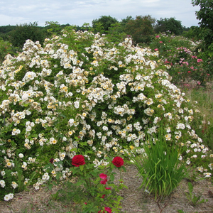 Cream-white with yellow stamen - old garden roses